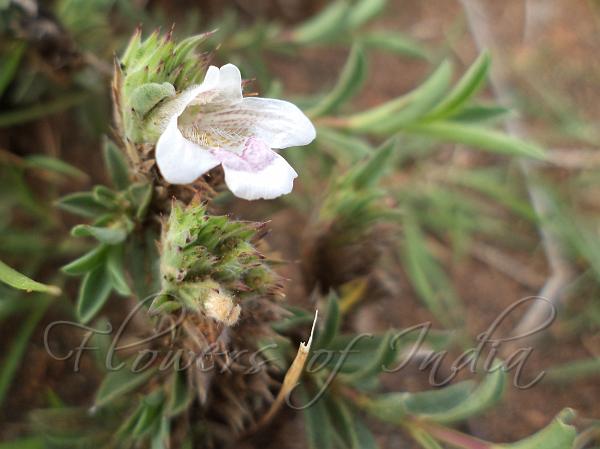 Prostrate Scaly-Ball