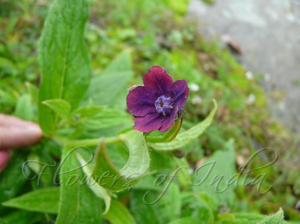Purple Forget-Me-Not