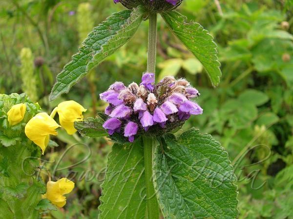 Purple Himalayan Torchwort