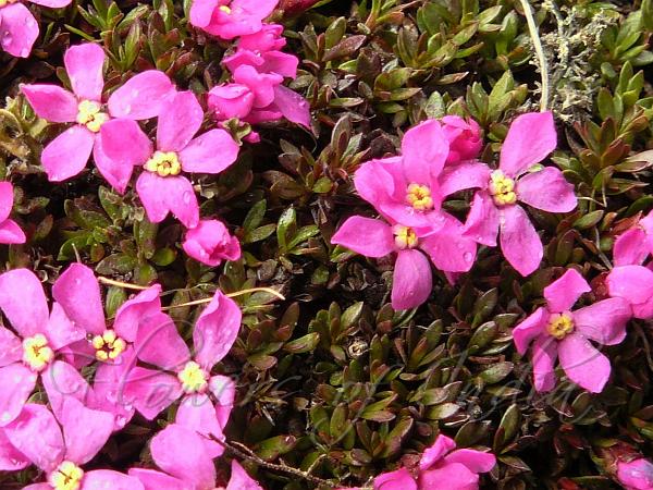 Purple Pincushion Plant