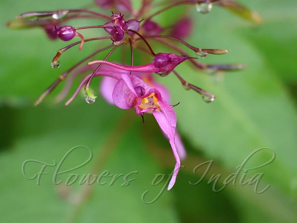 Purple Sickle-Bearing Balsam