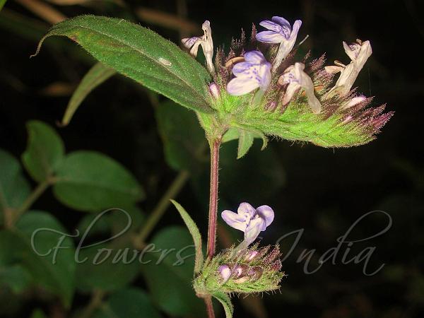 Purple Stem Lepidagathis