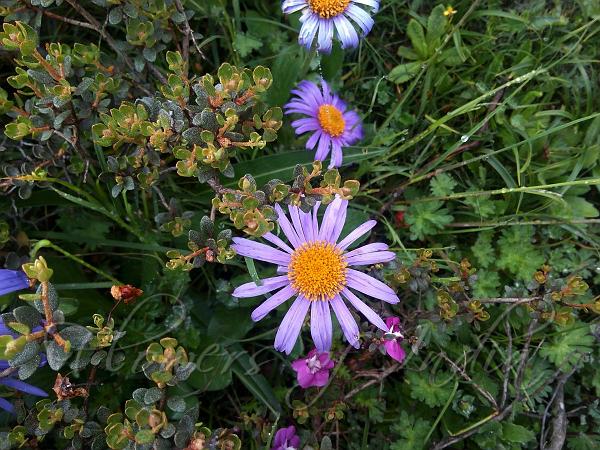 Purple-Eye Himalayan Aster