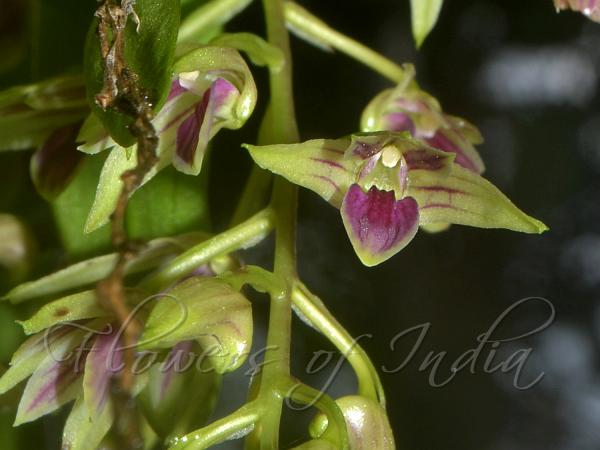 Purple-Lipped Dendrobium