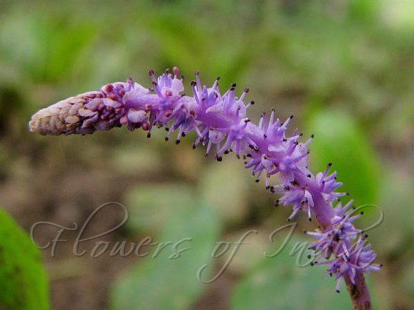 Purple-Spike Lace Plant