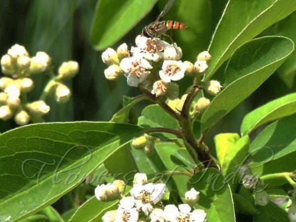 Purpleberry Cotoneaster