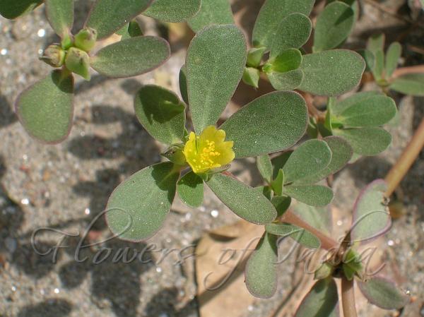 Purslane