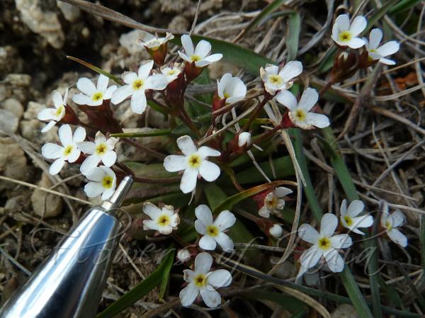 Pygmy-Flower Rock-Jasmine