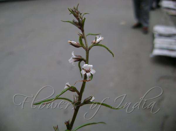 Pyramidal Loosestrife