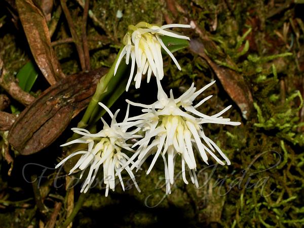 Racemose Bulb-Leaf Orchid