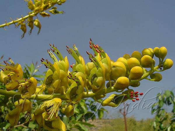 Ragi