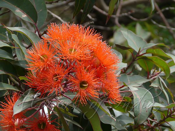 Red Flowering Gum