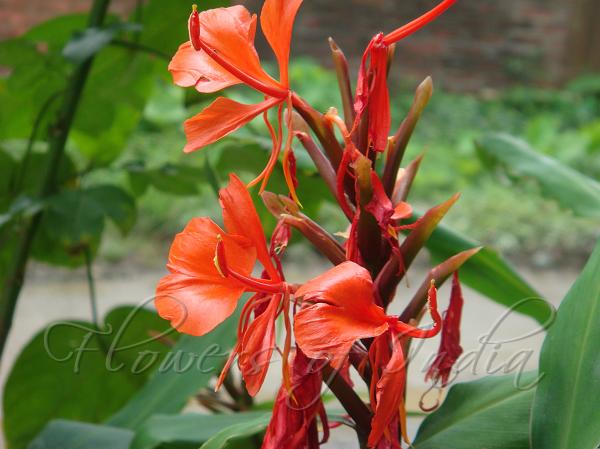 Red Ginger Lily