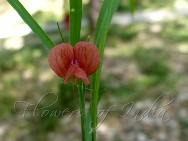 Red Grass Pea