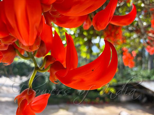 Red Jade Vine