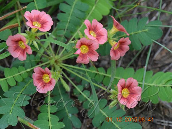 Red Little Tree Plant