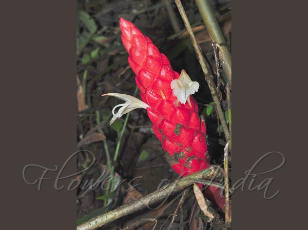 Red Narrow-Pinecone Ginger