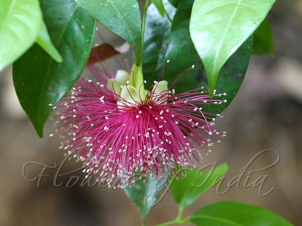 Red-Flower Waterberry