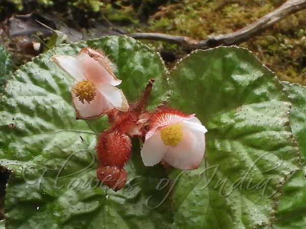 Red-Hair Begonia