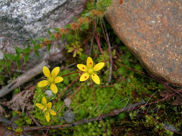 Red-Runner Saxifrage