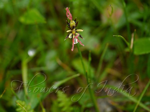 Red-Stigma Rush