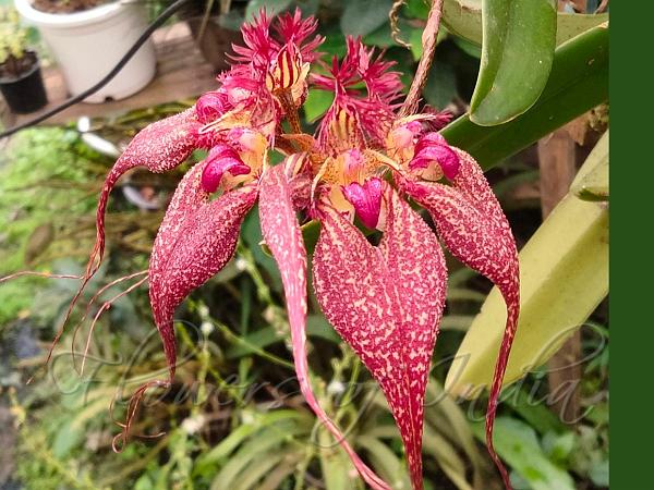 Red-Tail Bulb-Leaf Orchid