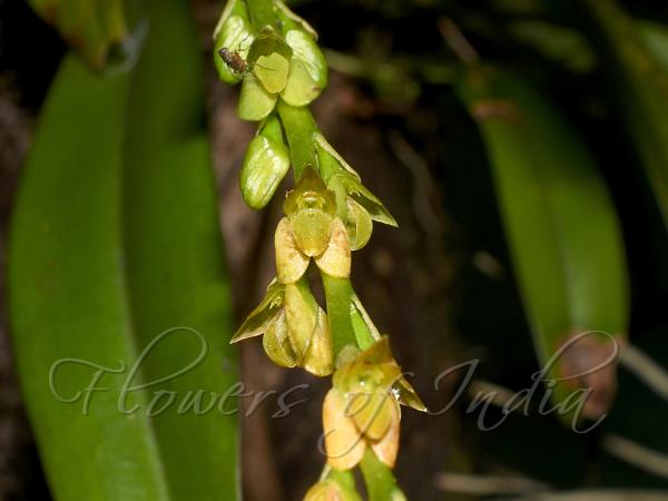 Rigid Bulb-Leaf Orchid