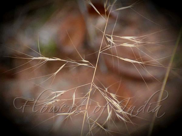 Rigid Needle Grass