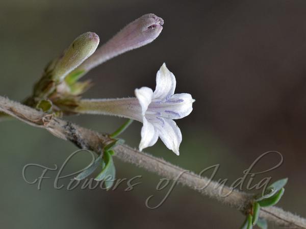 Rod-Stem Leptodermis