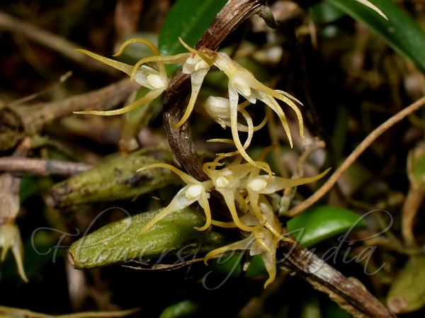 Root-Flower Bulb-Leaf Orchid