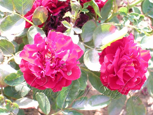Rose Happy Wanderer