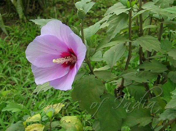 Rose of Sharon