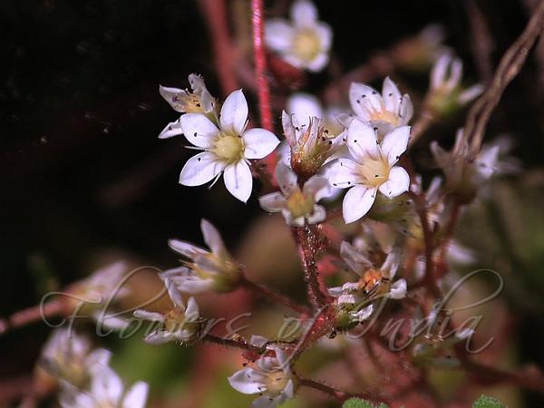 Rosette-Leaf Sedum