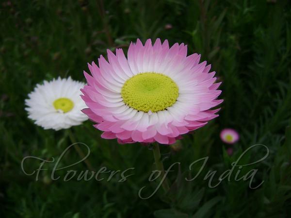 Rosy Everlasting