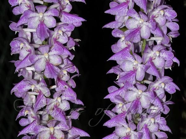 Rosy Fox Brush Orchid