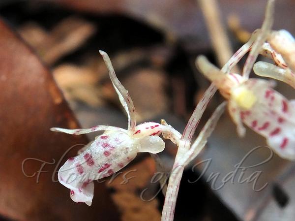 Rosy Ghost Orchid