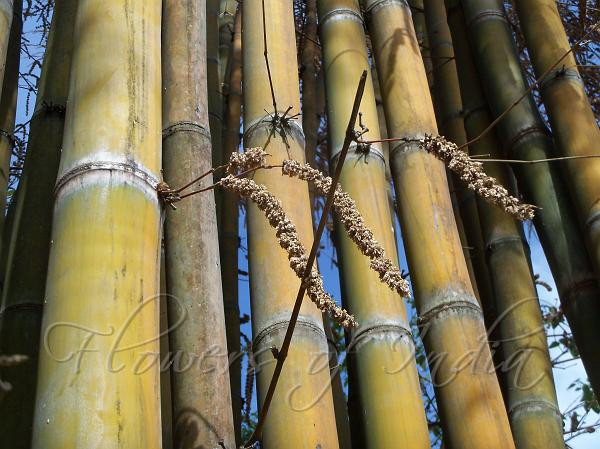 Rough Giant Bamboo
