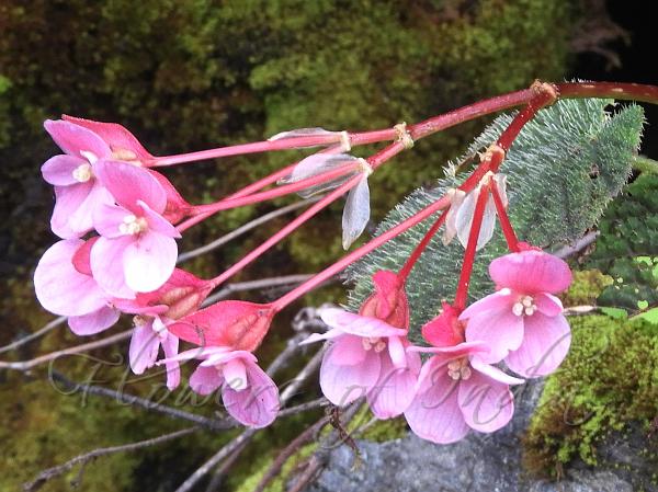 Rough-Leaf Begonia