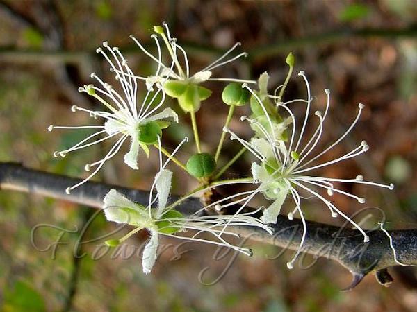 Round Leaf Caper