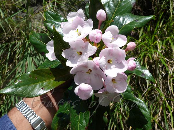 Round-Petal Luculia