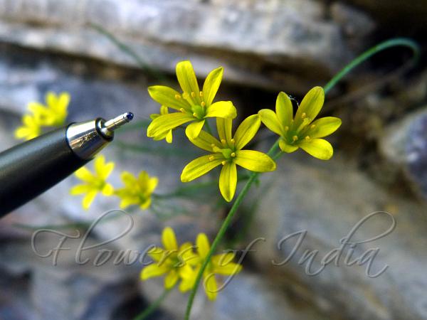 Rounded-Petal Yellow Star