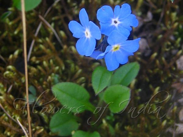 Roundleaf Forget-Me-Not