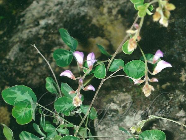 Roundleaf Pea-Shrub