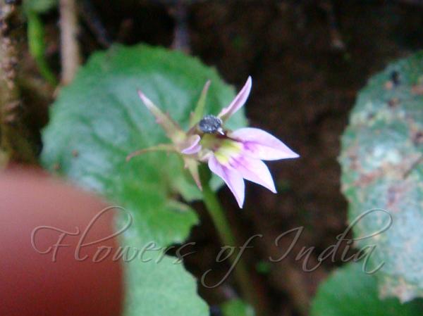 Roundleaf Star Creeper