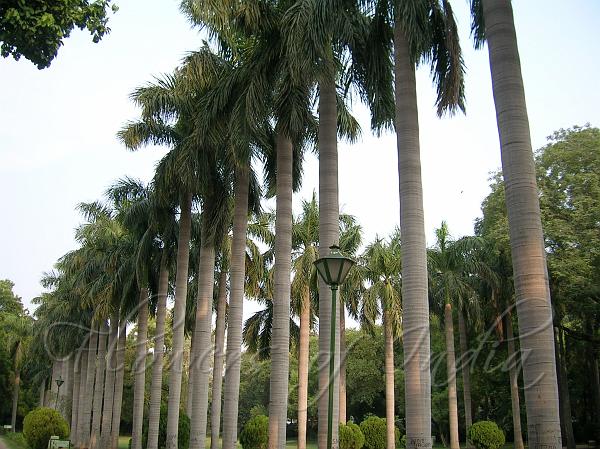 Roystonea regia - Royal Palm