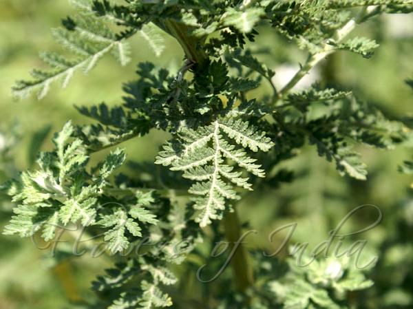 Russian Wormwood
