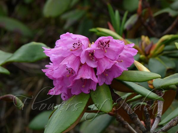 Rusty Rhododendron