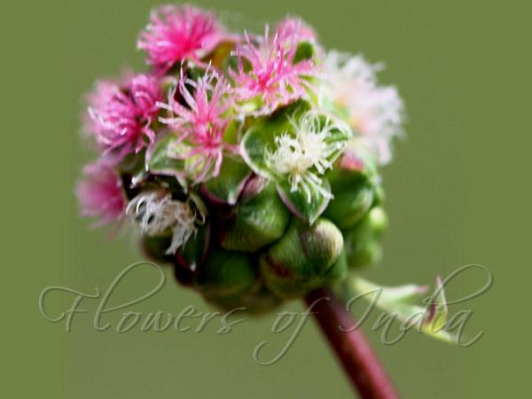 Salad Burnet