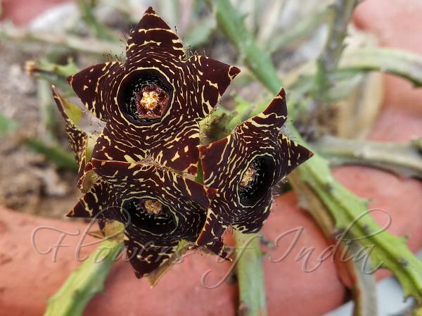 Scalloped Caralluma