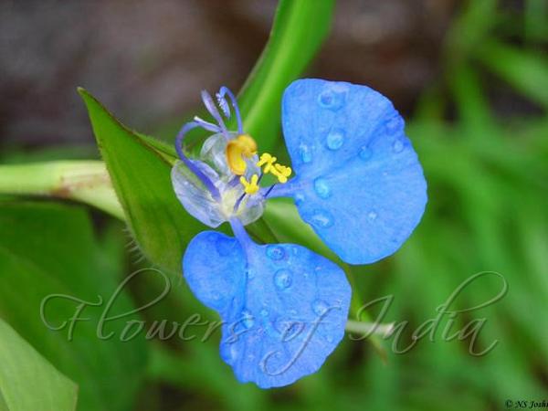 Scaly Dayflower